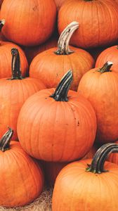 Preview wallpaper pumpkin, harvest, autumn, ripe, october