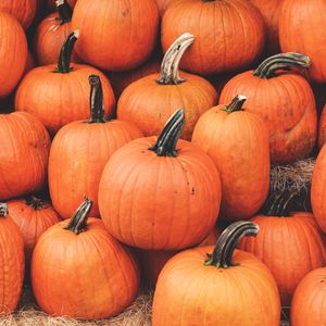 Preview wallpaper pumpkin, harvest, autumn, ripe, october