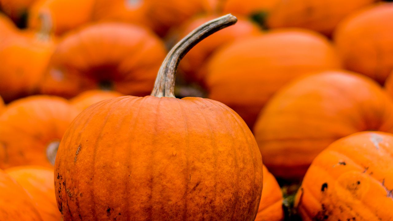 Wallpaper pumpkin, harvest, autumn, orange