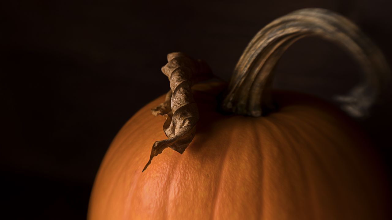 Wallpaper pumpkin, leaf, dry, macro, orange hd, picture, image