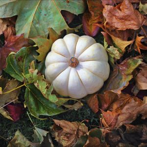 Preview wallpaper pumpkin, leaves, dry, grass, autumn