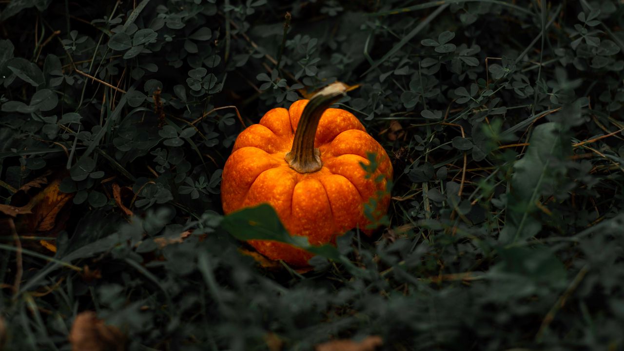 Wallpaper pumpkin, leaves, grass