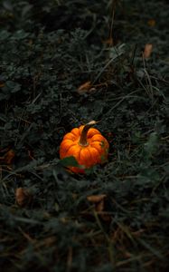 Preview wallpaper pumpkin, leaves, grass