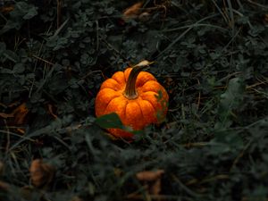 Preview wallpaper pumpkin, leaves, grass