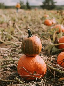 Preview wallpaper pumpkin, ripe, field, harvest