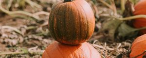 Preview wallpaper pumpkin, ripe, field, harvest