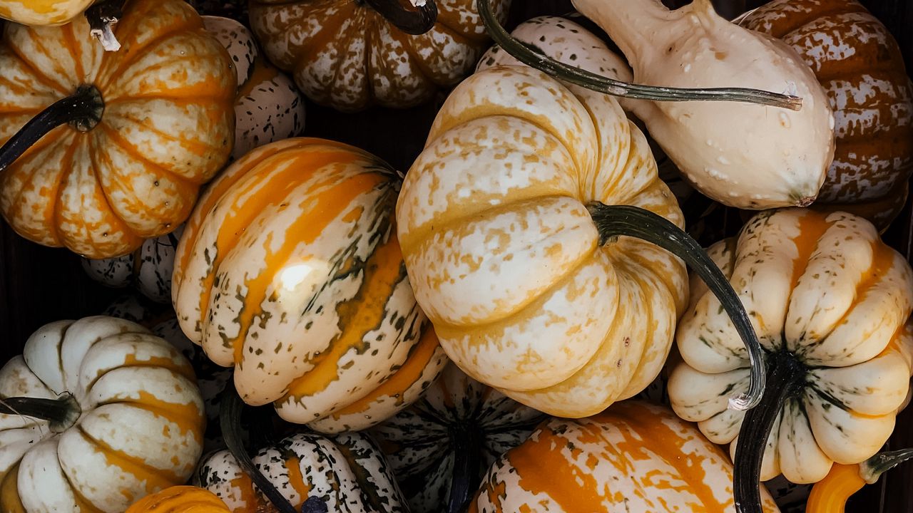 Wallpaper pumpkin, vegetable, autumn, halloween