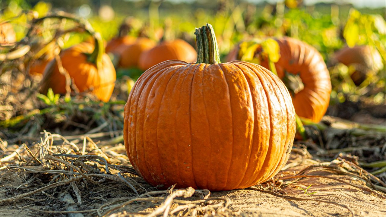 Wallpaper pumpkin, vegetable, autumn, harvest