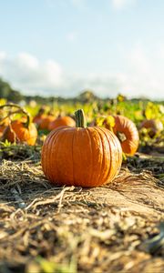 Preview wallpaper pumpkin, vegetable, autumn, harvest