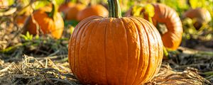 Preview wallpaper pumpkin, vegetable, autumn, harvest