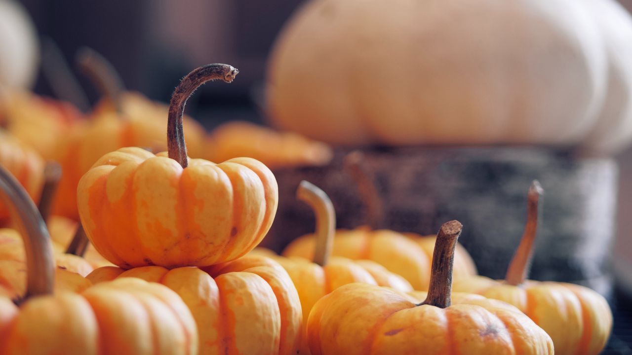 Wallpaper pumpkin, vegetable, harvest, autumn
