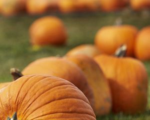 Preview wallpaper pumpkin, vegetables, orange, macro