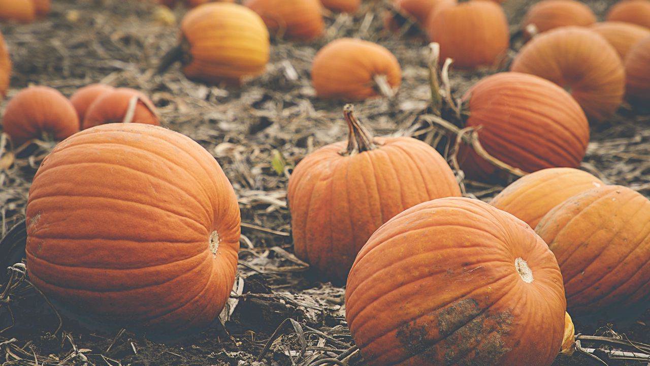 Wallpaper pumpkin, vegetables, orange, autumn