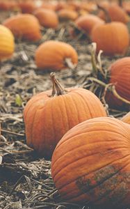 Preview wallpaper pumpkin, vegetables, orange, autumn