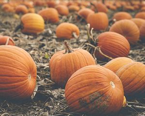 Preview wallpaper pumpkin, vegetables, orange, autumn