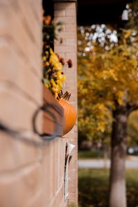 Preview wallpaper pumpkins, autumn, halloween, building