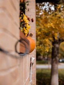 Preview wallpaper pumpkins, autumn, halloween, building