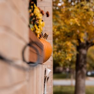 Preview wallpaper pumpkins, autumn, halloween, building