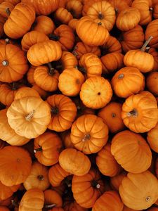 Preview wallpaper pumpkins, autumn, halloween, harvest, vegetables