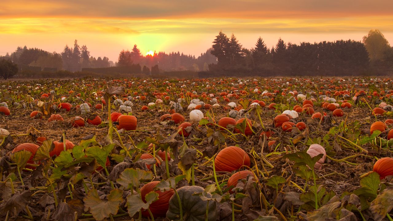 Wallpaper pumpkins, field, trees, sunset