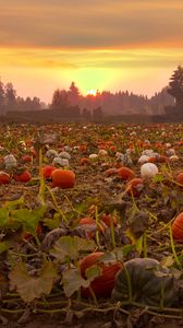 Preview wallpaper pumpkins, field, trees, sunset