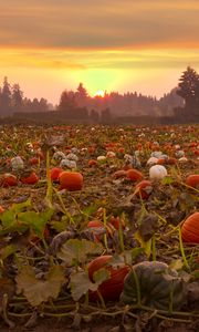 Preview wallpaper pumpkins, field, trees, sunset