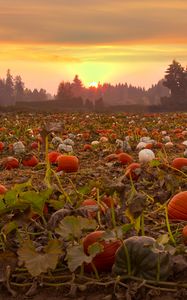 Preview wallpaper pumpkins, field, trees, sunset