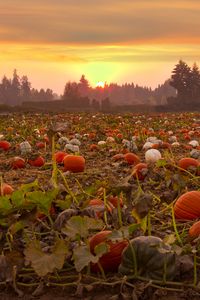 Preview wallpaper pumpkins, field, trees, sunset