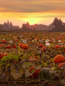 Preview wallpaper pumpkins, field, trees, sunset