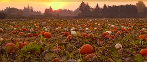 Preview wallpaper pumpkins, field, trees, sunset