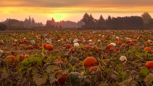Preview wallpaper pumpkins, field, trees, sunset