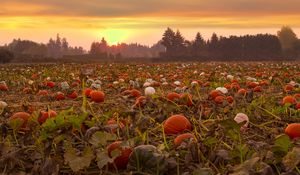 Preview wallpaper pumpkins, field, trees, sunset