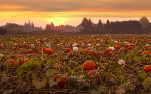 Preview wallpaper pumpkins, field, trees, sunset