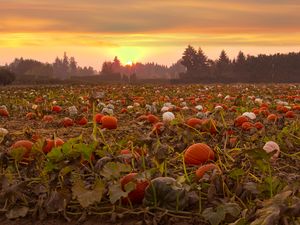 Preview wallpaper pumpkins, field, trees, sunset