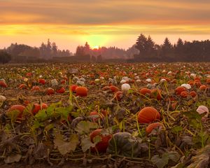 Preview wallpaper pumpkins, field, trees, sunset
