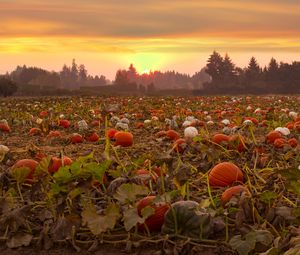 Preview wallpaper pumpkins, field, trees, sunset