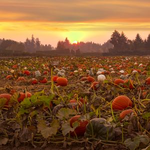 Preview wallpaper pumpkins, field, trees, sunset
