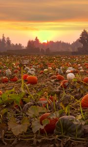 Preview wallpaper pumpkins, field, trees, evening