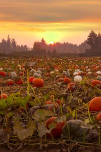 Preview wallpaper pumpkins, field, trees, evening