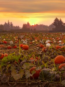 Preview wallpaper pumpkins, field, trees, evening