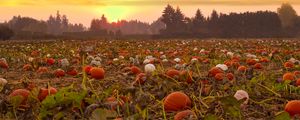 Preview wallpaper pumpkins, field, trees, evening
