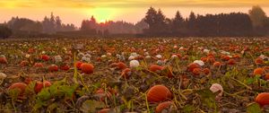 Preview wallpaper pumpkins, field, trees, evening