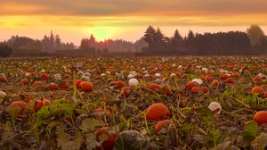 Preview wallpaper pumpkins, field, trees, evening