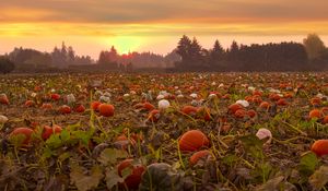 Preview wallpaper pumpkins, field, trees, evening