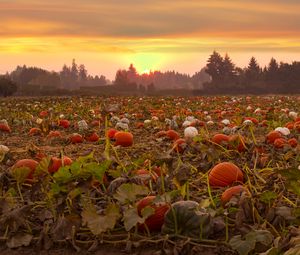 Preview wallpaper pumpkins, field, trees, evening
