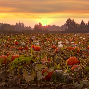 Preview wallpaper pumpkins, field, trees, evening