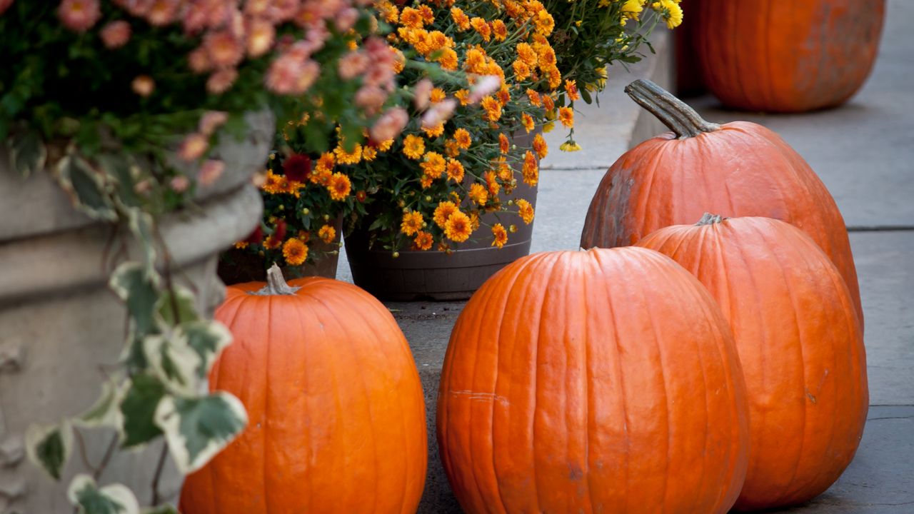 Wallpaper pumpkins, flowers, autumn, halloween, decor