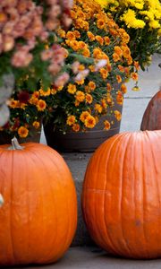 Preview wallpaper pumpkins, flowers, autumn, halloween, decor