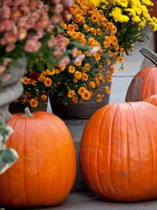 Preview wallpaper pumpkins, flowers, autumn, halloween, decor