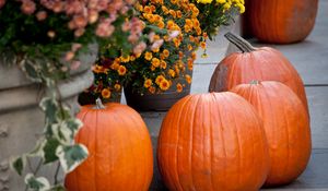 Preview wallpaper pumpkins, flowers, autumn, halloween, decor